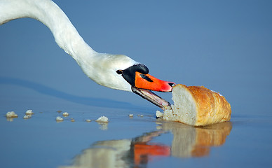 Image showing Beautiful swan eating bread