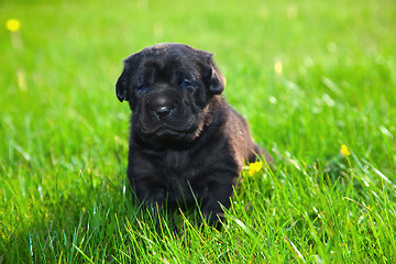 Image showing Dog, puppy on the grass