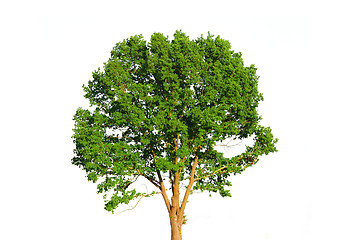 Image showing Green tree isolated on white