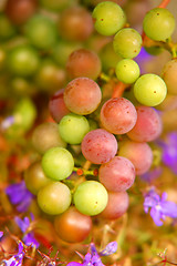 Image showing Grapes background