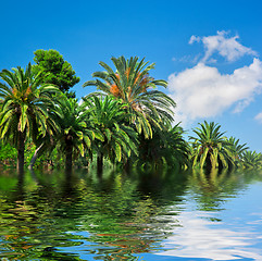 Image showing Tropical exotic jungle and water