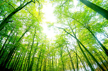 Image showing Green forest