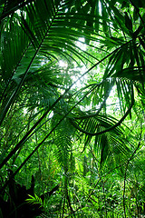 Image showing Tropical green forest