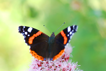 Image showing Butterfly