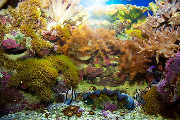 Image showing Underwater life. Coral reef, fish.