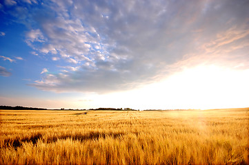 Image showing Sunset field