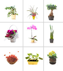 Image showing Collection of flowers