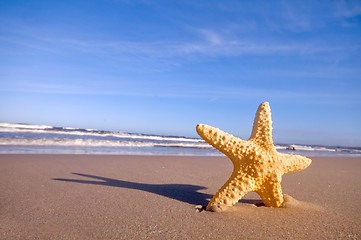 Image showing Starfish on the summer beach