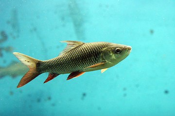 Image showing Fish