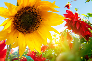 Image showing Spring flowers in the garden