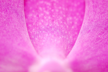 Image showing Close-up of orchid