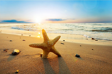 Image showing Starfish on the beach