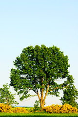 Image showing Tree at summer