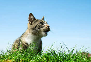 Image showing Happy cat portrait