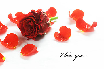 Image showing Red fresh rose and petals