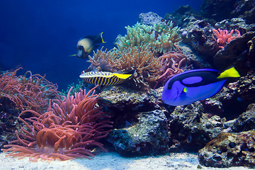 Image showing Underwater life, Fish, coral reef