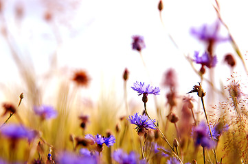 Image showing Daisies' meadow