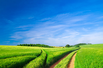 Image showing Summer landscape