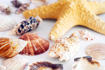 Image showing Starfish and shells