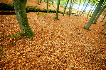 Image showing Autumn forest