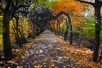 Image showing Alley with falling leaves in fall park