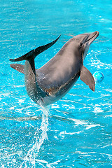 Image showing Dolphin plays