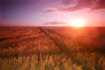 Image showing Sunset field scenery