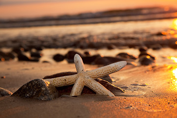 Image showing Starfish on the beach at sunset