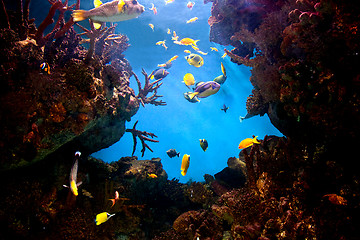 Image showing Underwater view, fish, coral reef