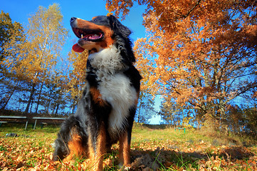 Image showing A happy Bernese mountain dog outdoors