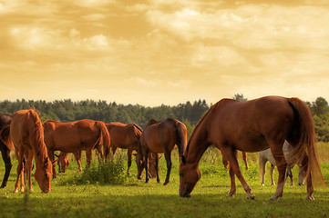 Image showing Horses on the field