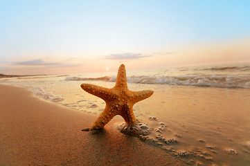 Image showing Starfish on the beach