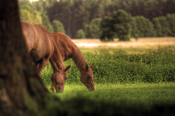 Image showing Horses on the field