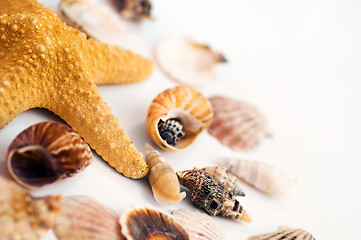 Image showing Starfish and shells