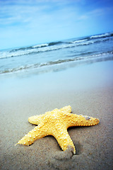 Image showing Starfish