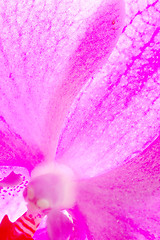 Image showing Close-up of orchid