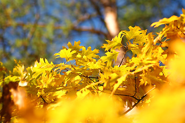 Image showing Autumn leaves