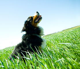 Image showing A cute, healthy dog on the field