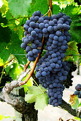 Image showing Grape cluster on a vine