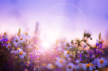 Image showing Spring flowers field