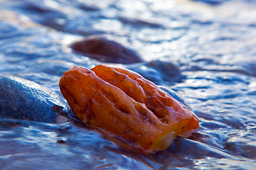 Image showing Golden amber in calm water