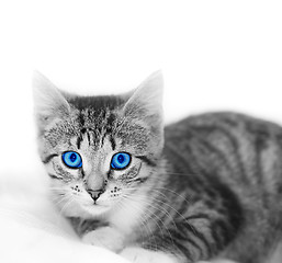 Image showing LIttle cute kitten. Space for your text