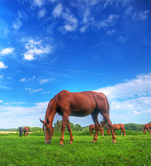 Image showing Wild horse on the field