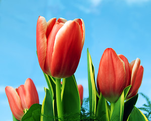 Image showing Tulips background