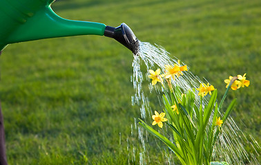 Image showing Watering the flowers