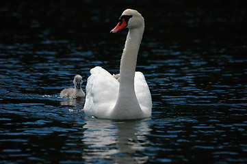 Image showing Swan with children # 1