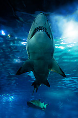 Image showing Shark silhouette underwater