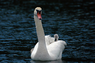Image showing Swan with children # 2