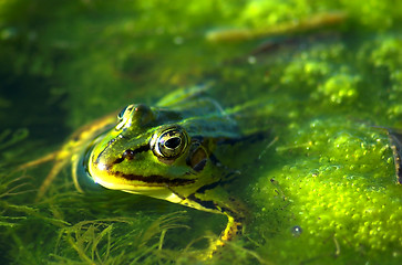 Image showing Frog