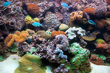 Image showing Underwater view, fish, coral reef